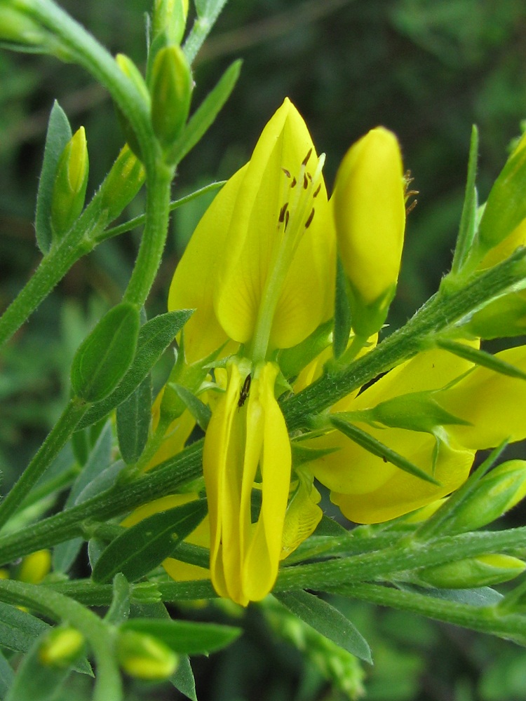 Image of Genista tinctoria specimen.