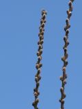 Salix latifolia. Побеги с распускающимися цветочными почками. Украина, г. Запорожье, в культуре. 19.03.2011.