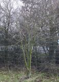 Sorbus aucuparia. Многоствольное дерево. Германия, г. Кемпен, в шумозащитной полосе. 28.03.2013.