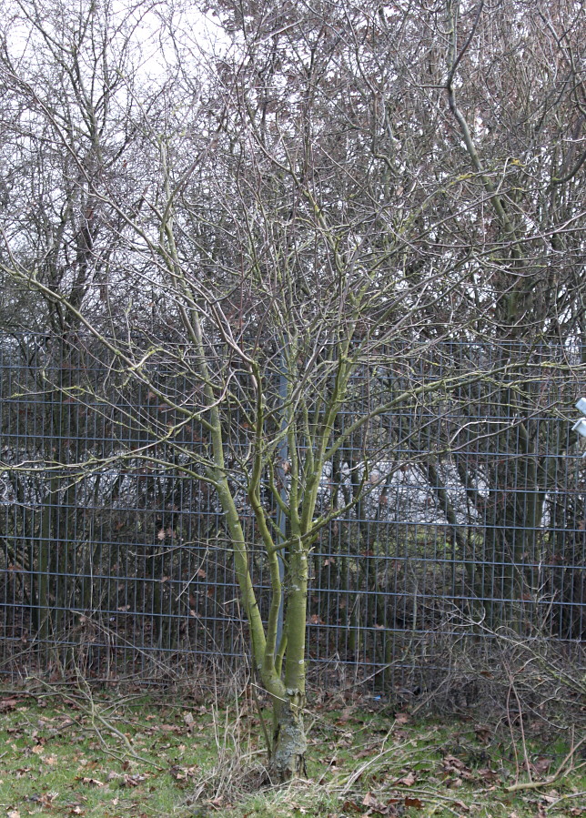 Image of Sorbus aucuparia specimen.