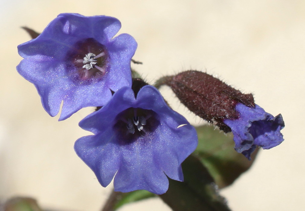 Image of Pulmonaria officinalis specimen.