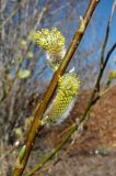 Salix phylicifolia