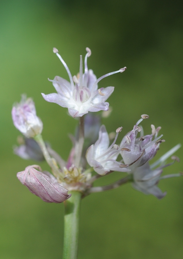 Изображение особи Allium oreoprasoides.