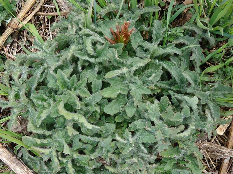 Изображение особи Cirsium kamtschaticum.