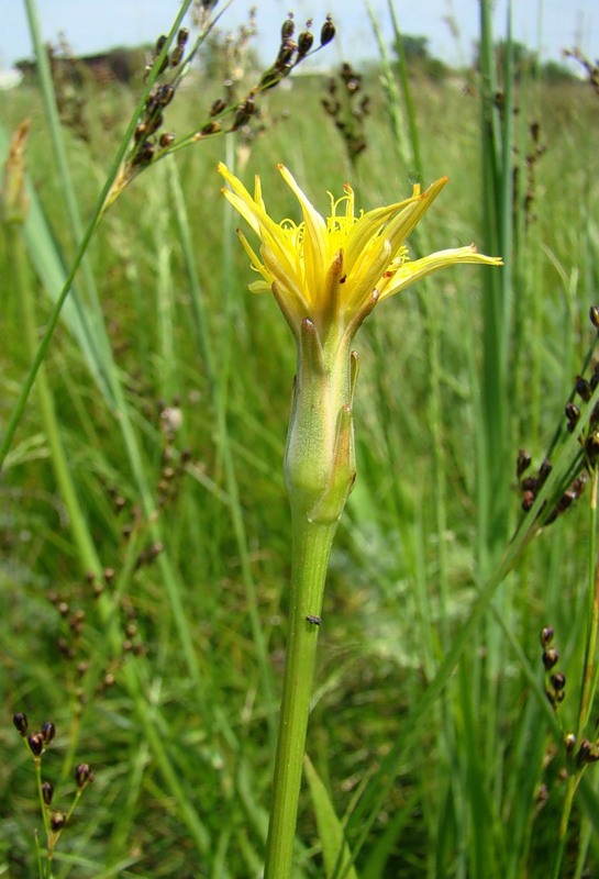 Image of Scorzonera parviflora specimen.