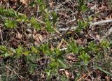 Salix rhamnifolia
