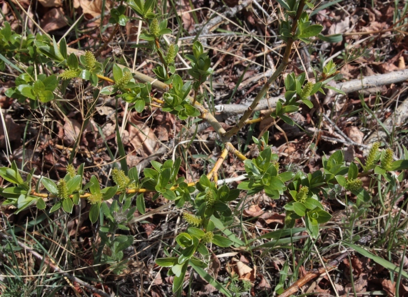 Image of Salix rhamnifolia specimen.