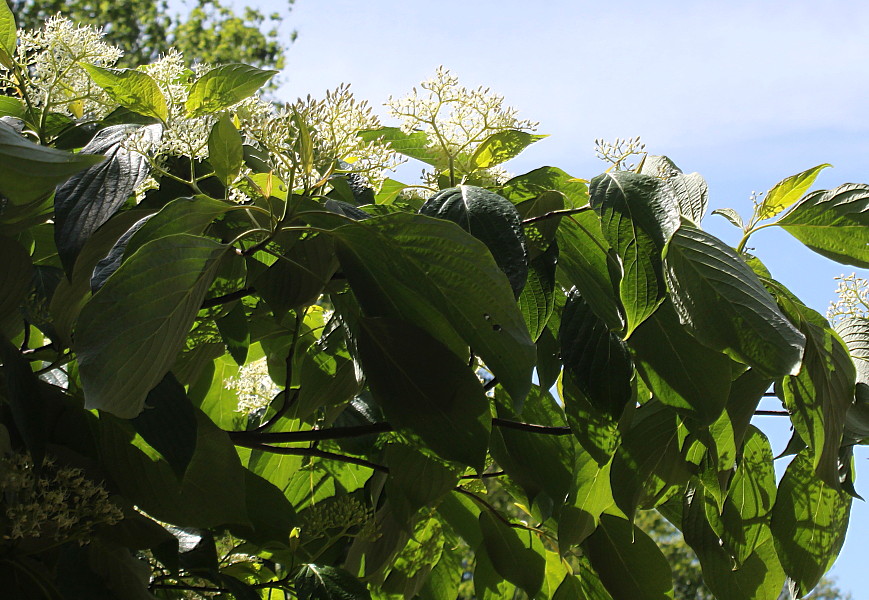 Изображение особи Swida alternifolia.