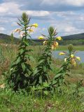 Oenothera glazioviana