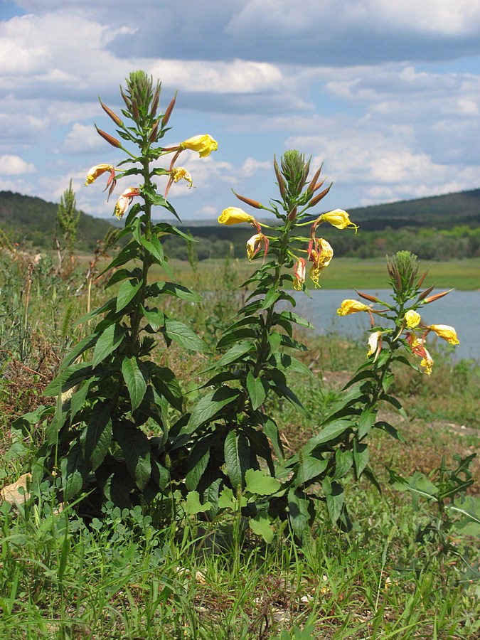 Image of Oenothera glazioviana specimen.