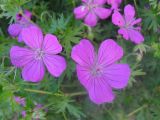 Geranium sanguineum