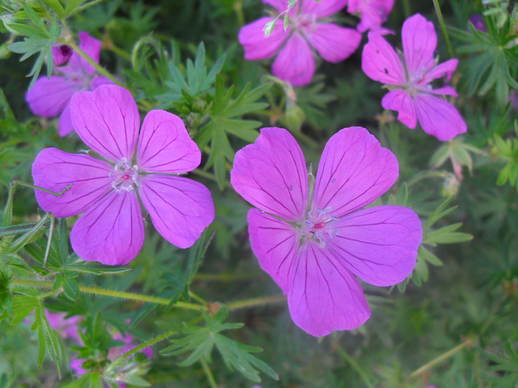 Изображение особи Geranium sanguineum.