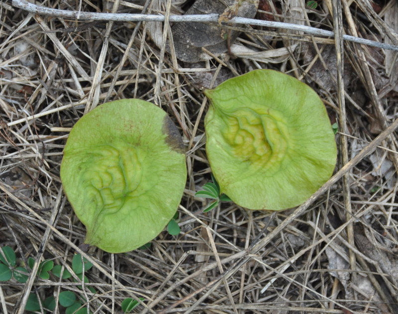 Image of Pterocarpus indicus specimen.