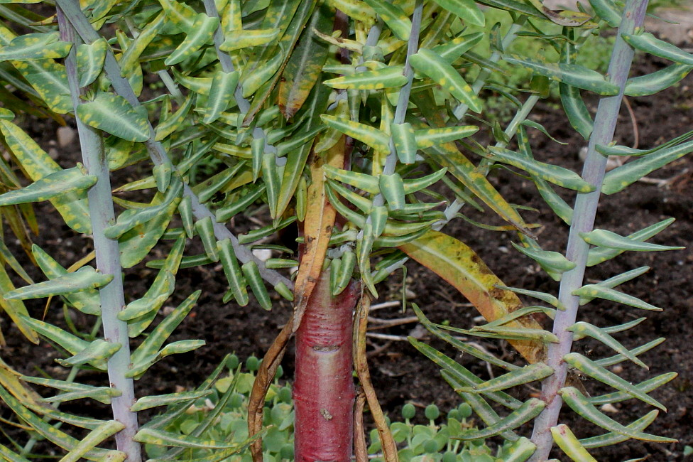 Image of Euphorbia lathyris specimen.