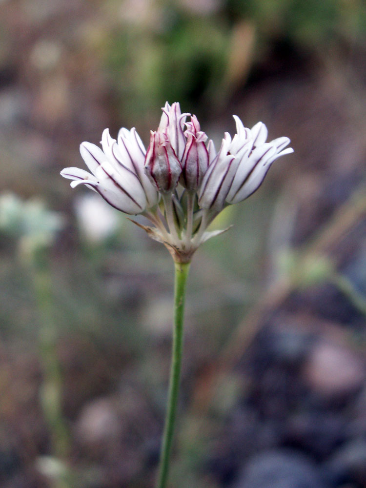 Image of Allium korolkowii specimen.