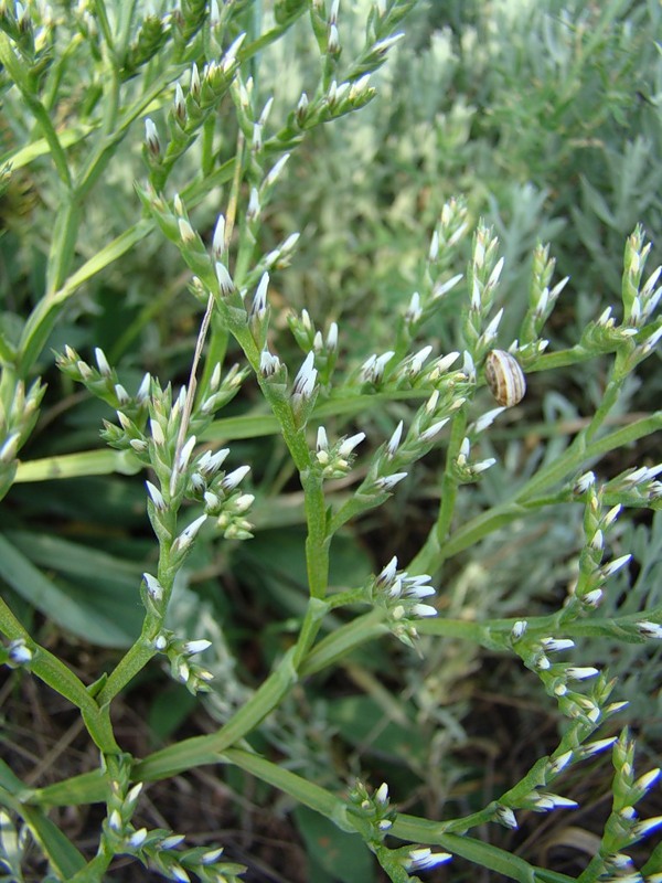 Image of Goniolimon tataricum specimen.