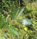 Salix myrsinifolia. Побег. Московская обл., Лотошинский р-н, окр. дер. Савостино. 04.08.2013.