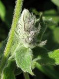 Mentha longifolia