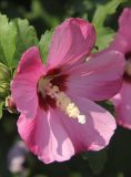 Hibiscus syriacus. Цветок. Черноморское побережье Кавказа, г. Новороссийск, в культуре. 28 июля 2013 г.