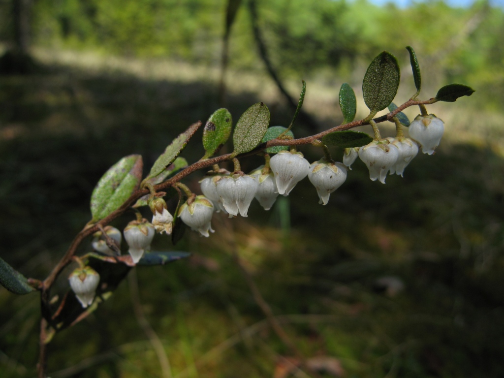 Изображение особи Chamaedaphne calyculata.