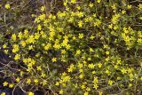 Ranunculus gmelinii