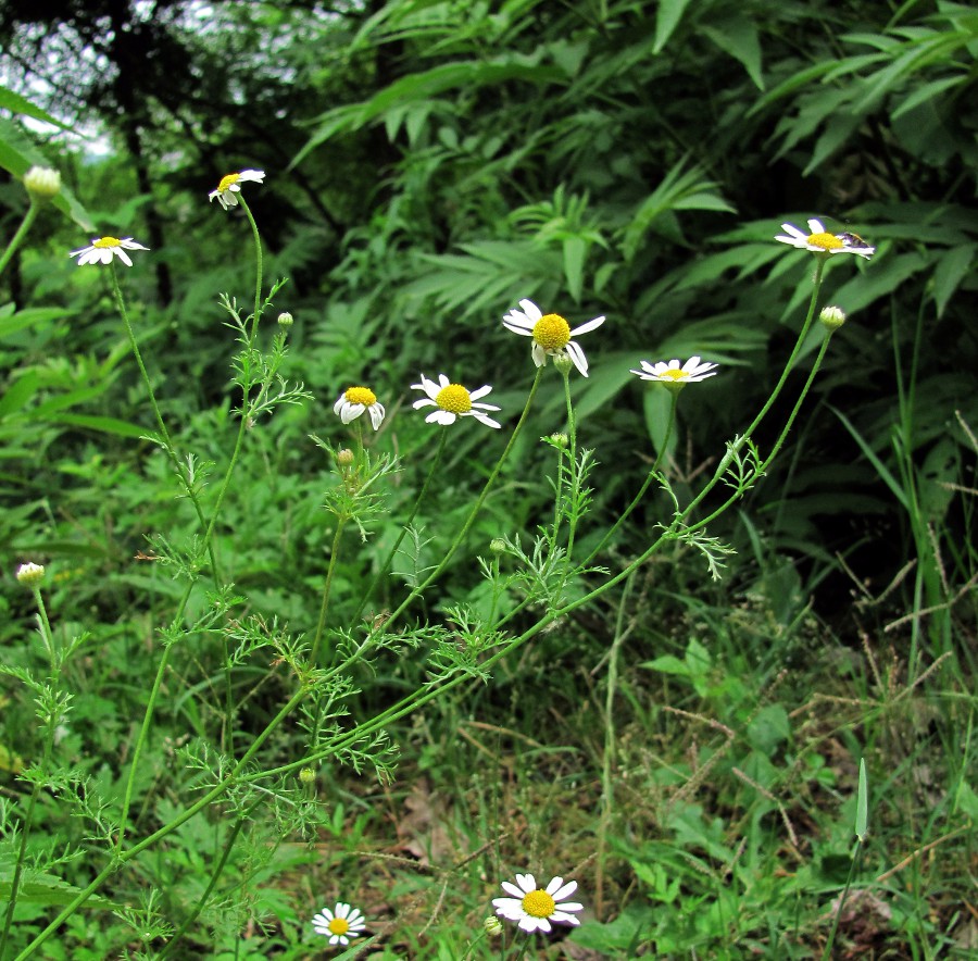 Изображение особи Anthemis cotula.