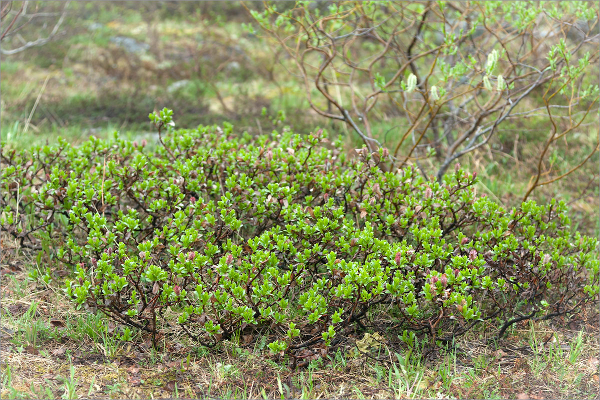 Изображение особи Salix myrsinites.