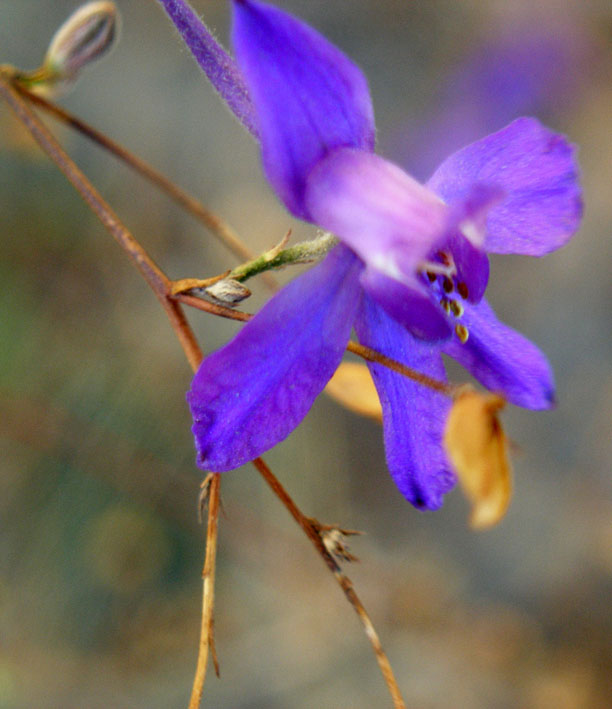 Изображение особи Delphinium consolida.