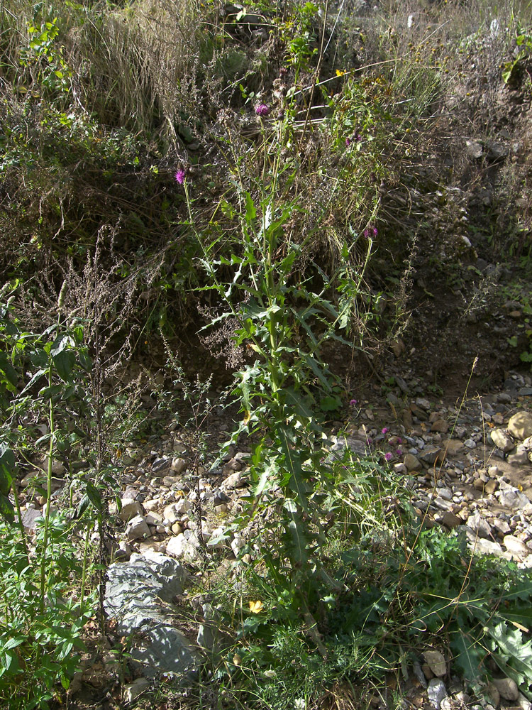 Изображение особи Cirsium uliginosum.