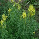 Linaria vulgaris