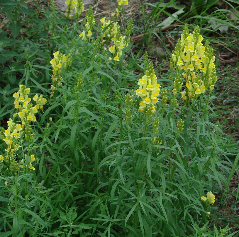 Image of Linaria vulgaris specimen.