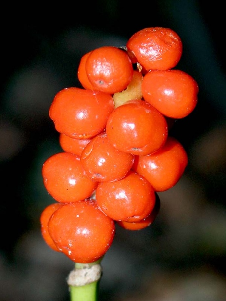 Image of Arum maculatum specimen.