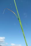 Carex glareosa
