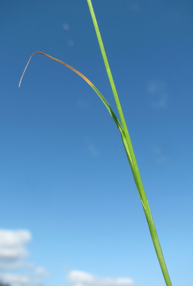 Image of Carex glareosa specimen.