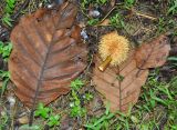 Artocarpus elasticus. Опавшие листья и женское соцветие. Таиланд, национальный парк Си Пханг-нга. 19.06.2013.