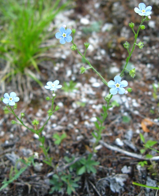 Изображение особи Eritrichium pectinatum.