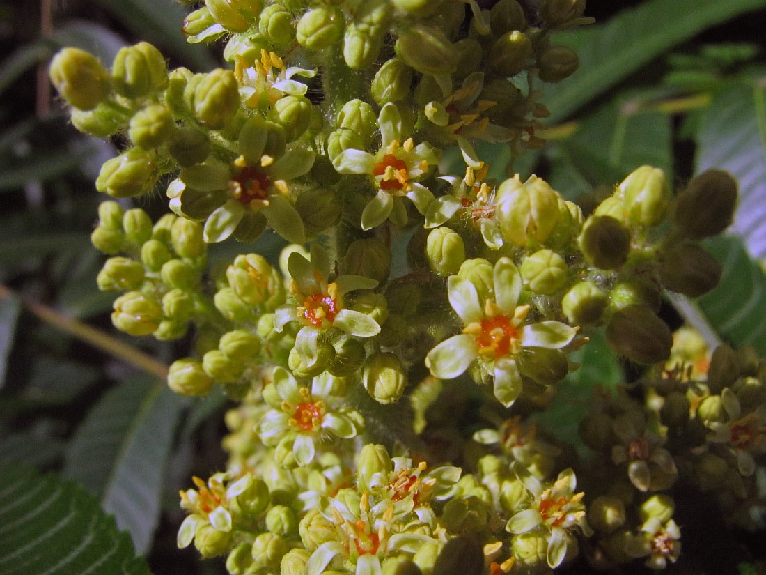 Image of Rhus typhina specimen.