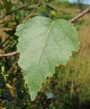 Image of taxon representative. Author is Геннадий Окатов