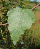 Betula pendula