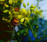 Lysimachia davurica