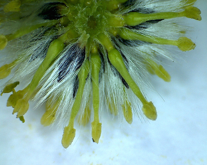 Изображение особи Salix acutifolia.