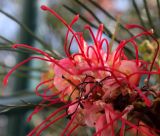 Grevillea longistyla