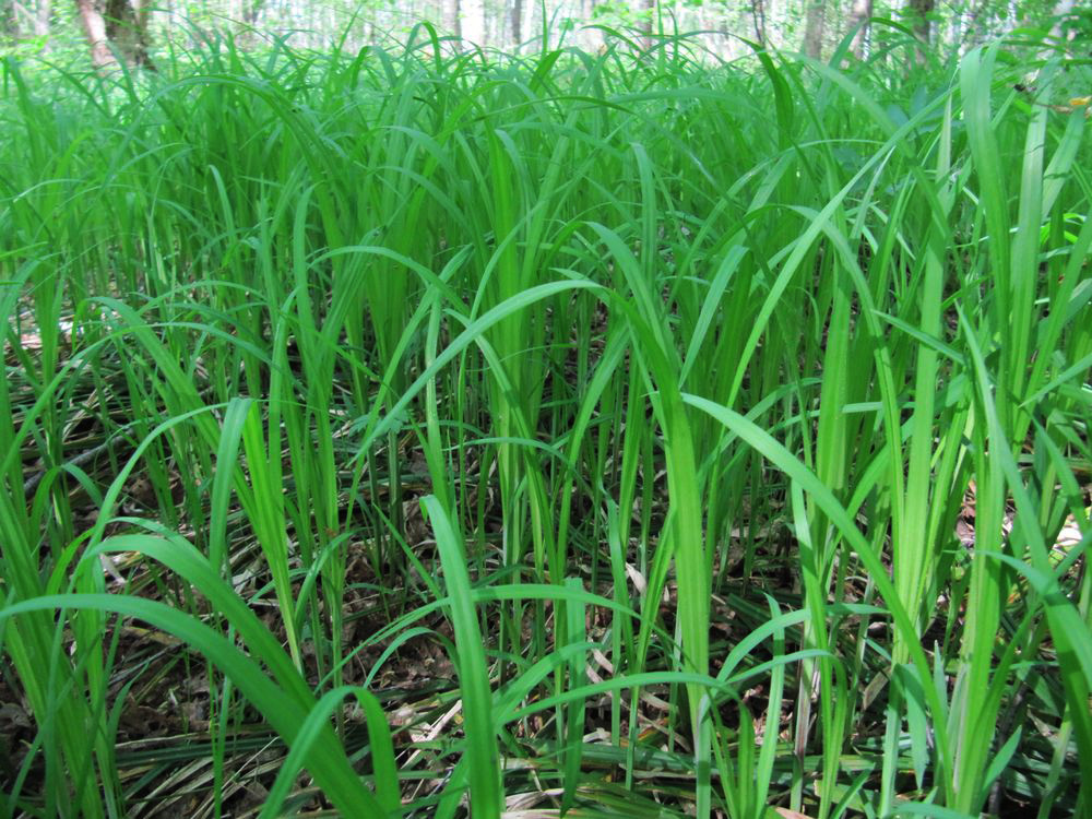 Image of Carex pilosa specimen.