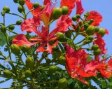 Delonix regia