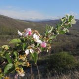 Malus orientalis