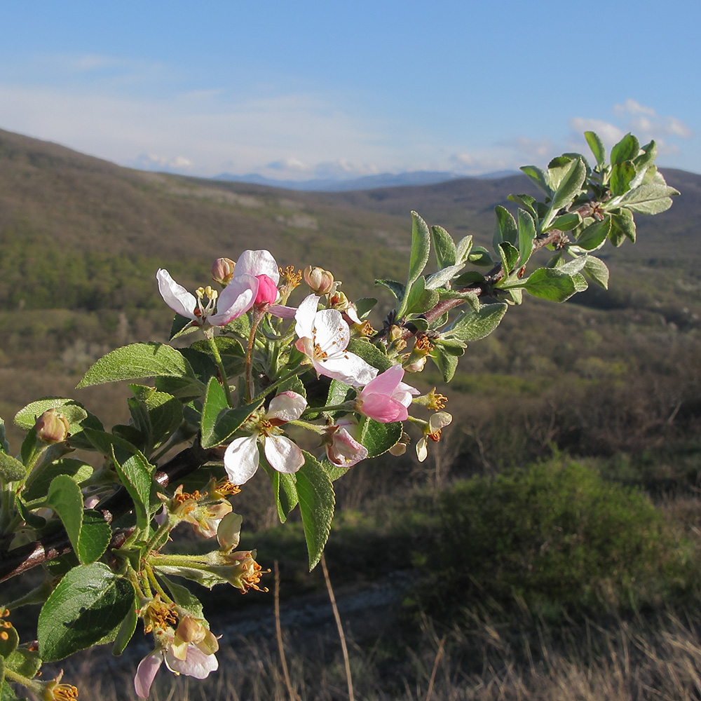 Изображение особи Malus orientalis.