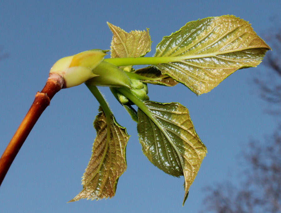 Изображение особи Hydrangea petiolaris.