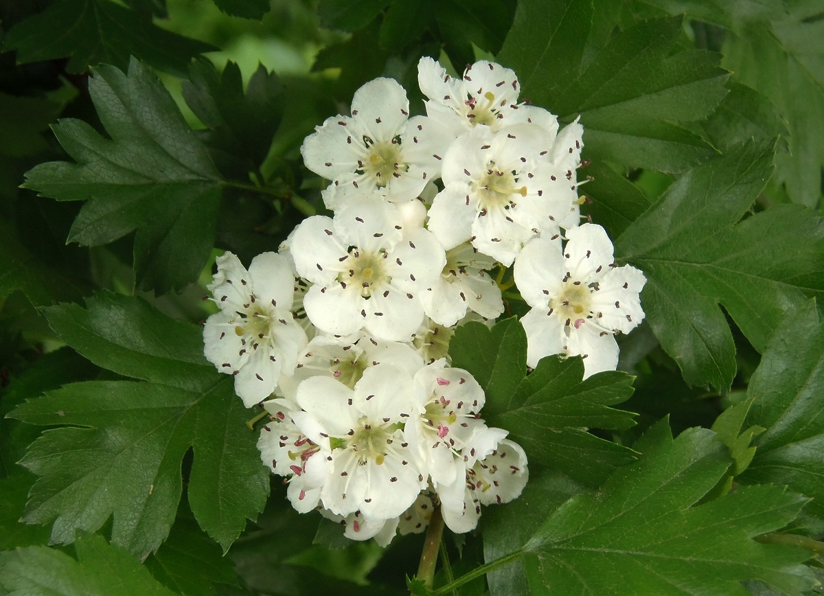 Image of Crataegus sanguinea specimen.