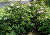 Rhododendron catawbiense. Цветущее растение ('Grandiflora'). Германия, г. Дюссельдорф, Ботанический сад университета. 04.05.2014.