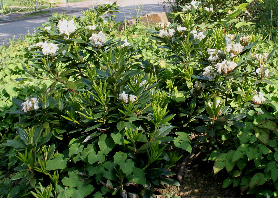 Image of Rhododendron catawbiense specimen.